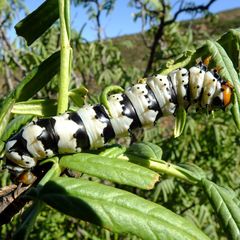 Melianthus pectinatus