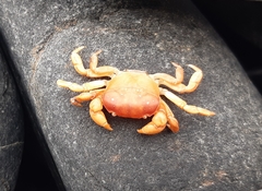 Cyclograpsus cinereus