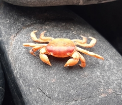 Cyclograpsus cinereus