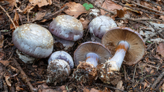 Cortinarius caesiocanescens