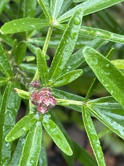 Choisya ×dewitteana