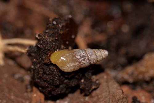 Spiked Awlsnail, Coffs Harbour NSW, Australia, photo 10 of 10