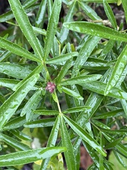 Choisya ×dewitteana