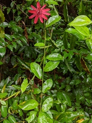 Passiflora glandulosa