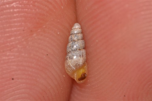 Spiked Awlsnail, photo 3 of 10