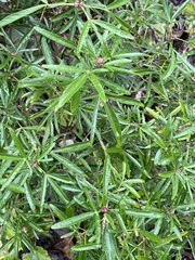 Choisya ×dewitteana