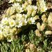 Malesherbia lirana subglabrifolia - Photo (c) Hugo, algunos derechos reservados (CC BY-NC), subido por Hugo
