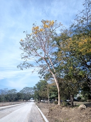 Roseodendron donnell-smithii