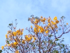 Roseodendron donnell-smithii