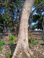 Roseodendron donnell-smithii