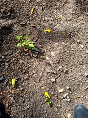 Roseodendron donnell-smithii