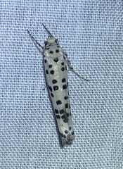 Yponomeuta pustulellus