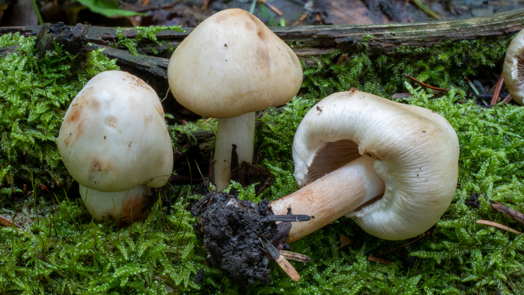 Inocybe pyriodora