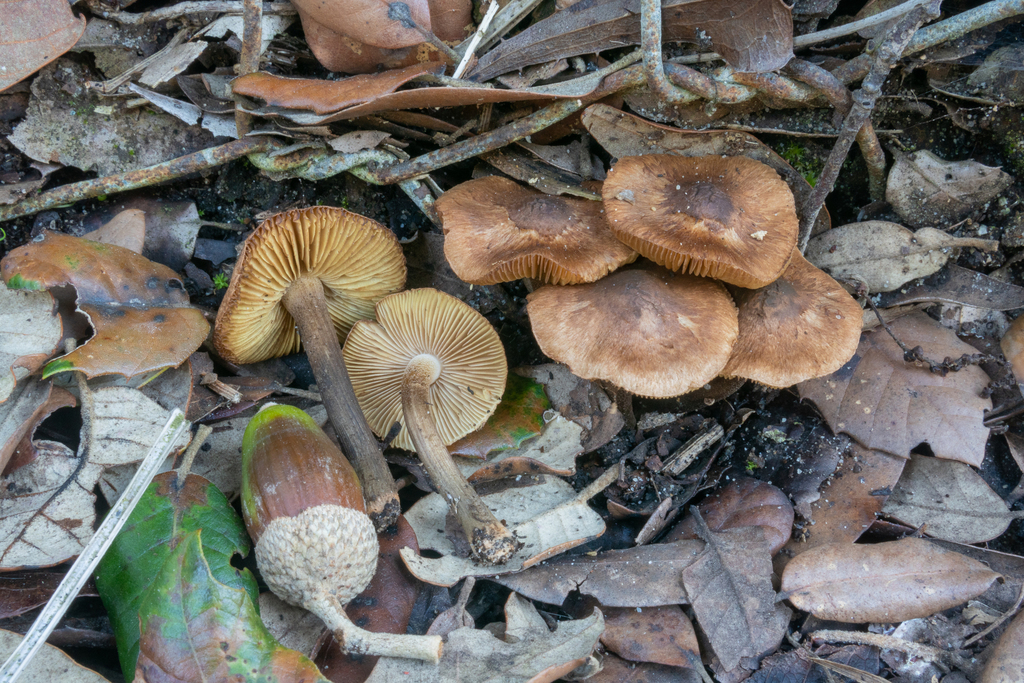 Inocybe tenebrosa