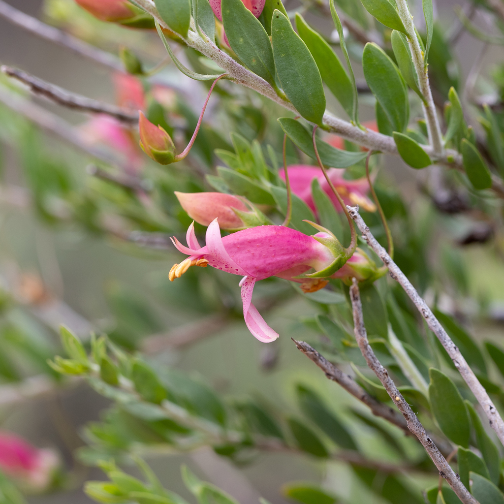 Eremophila maculata, Gluepot SA 5417, Australia