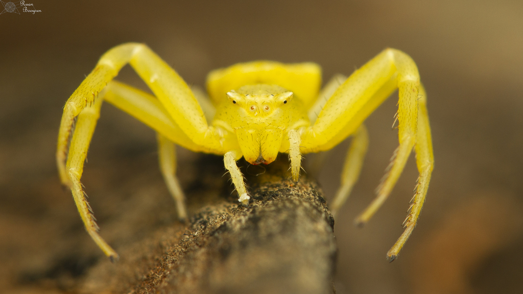 Thomisus stenningi