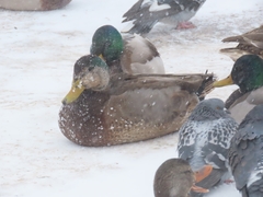 Anas rubripes × platyrhynchos