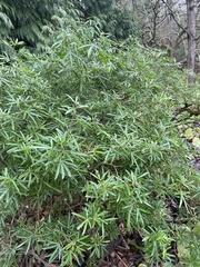 Choisya ×dewitteana