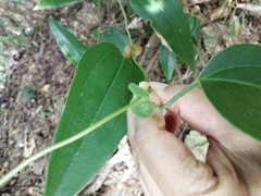 Smilax ocreata
