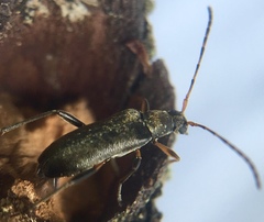 Grammoptera ruficornis