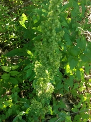 Rumex altissimus