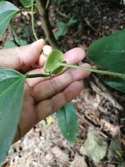 Smilax ocreata
