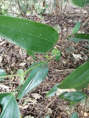 Smilax ocreata