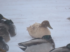 Anas platyrhynchos domesticus