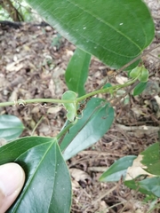 Smilax ocreata