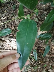 Smilax ocreata