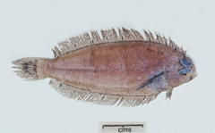 Nematops macrochirus