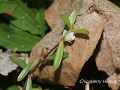 Scleromitrion brachypodum