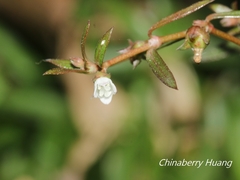 Scleromitrion brachypodum