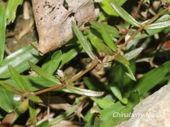 Scleromitrion brachypodum