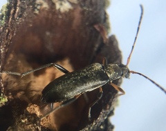 Grammoptera ruficornis