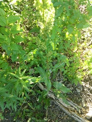Rumex altissimus