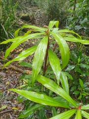 Tasmannia insipida