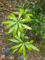 Tasmannia insipida