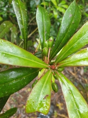 Tasmannia insipida