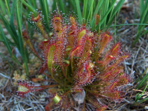 Drosera anglica