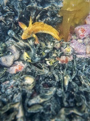 Clinus superciliosus