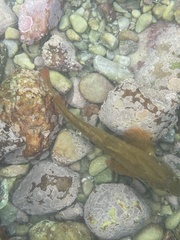 Clinus superciliosus