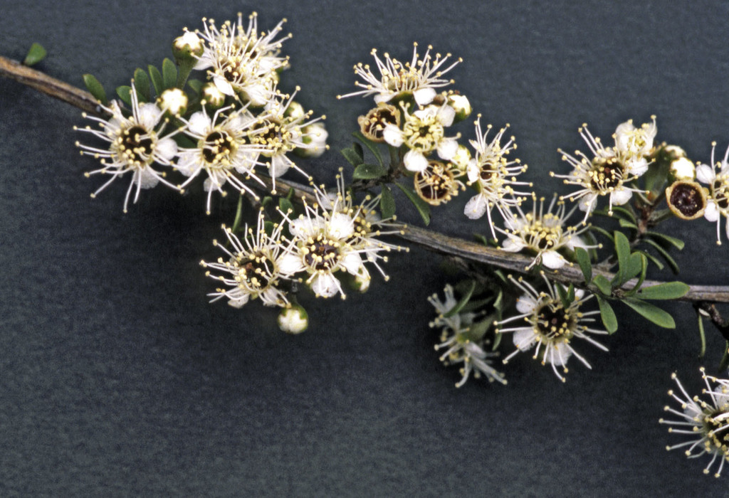 Kunzea toelkenii