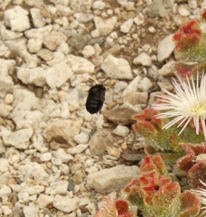 Alloscirtetica