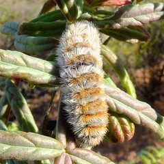 Melianthus pectinatus