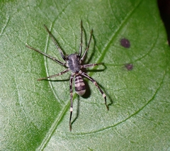 Corinnoidea