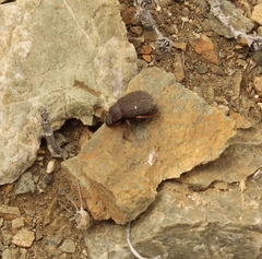 Entomochilus