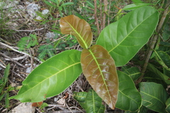 Coccoloba diversifolia