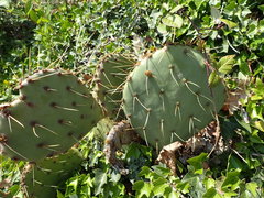 Opuntia mojavensis