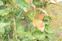 Coccoloba diversifolia